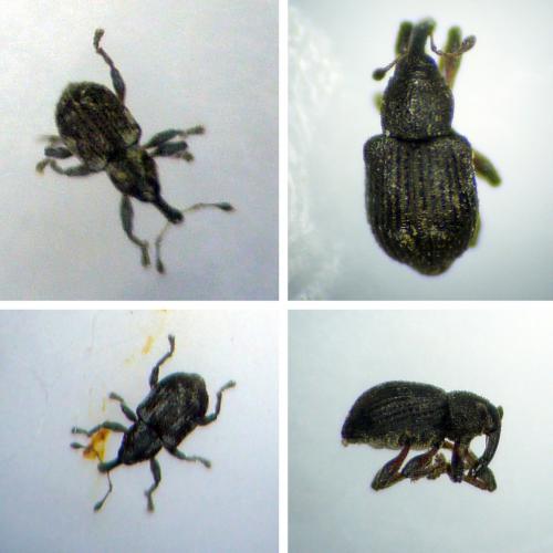 Tanysphyrus lemnae
